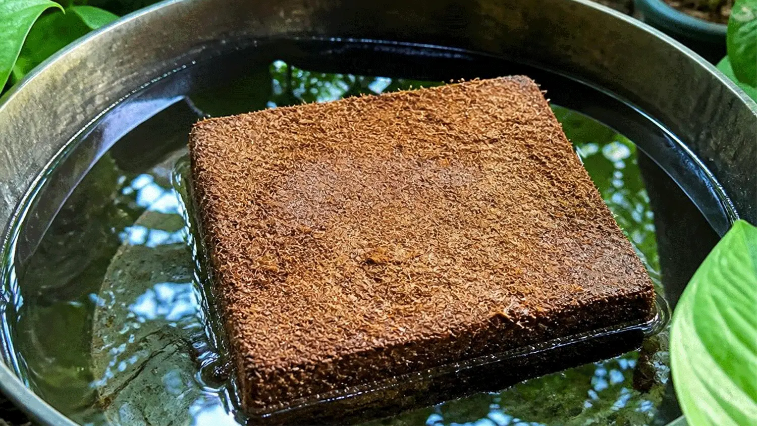 Proses mencuci cocopeat sebelum digunakan untuk media tanam hidroponik hingga air bilasan tampak jernih