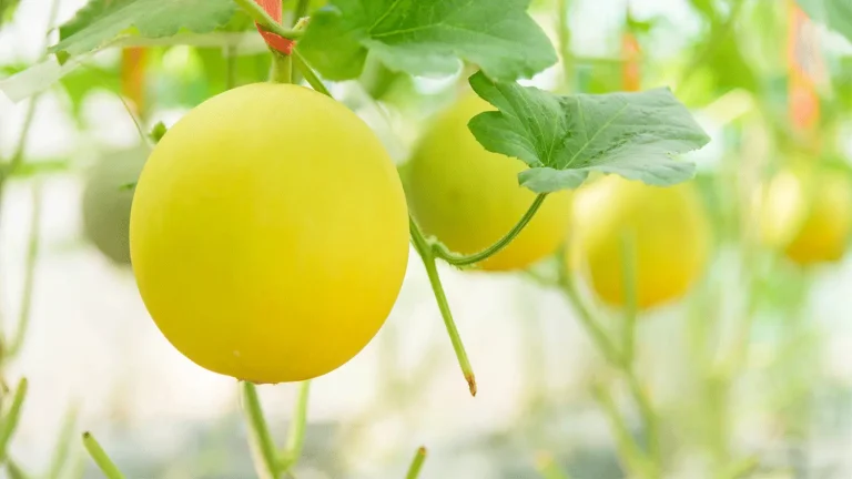 Buah melon hidroponik Golden Apollo yang menggantung matang di instalasi Dutch Bucket dengan kulit kuning keemasan